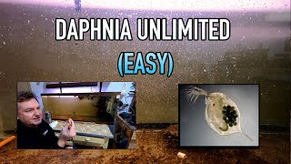 How I Raise Daphnia Water Fleas And You Can Too [upl. by Llennaj447]