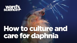 Caring and Culturing for Daphnia [upl. by Omrelliug244]