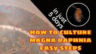 How to Culture Magna Daphnia Easily [upl. by Louisette]