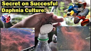 How to Culture Daphnia Successfully [upl. by Notanhoj]