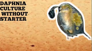 HOW TO CULTURE DAPHNIA NATURALLY WITHOUT A STARTER [upl. by Halullat]