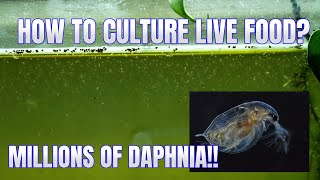 How to Culture Daphnia Secret Method to Breed MILLIONS  Simply Aquatic [upl. by Nasah297]