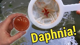 How I Culture Daphnia In Outdoor Tubs [upl. by Leiria713]