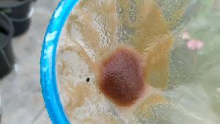 How to culture daphnia moina in a small container Part 1 English Subtitle [upl. by Uohk]