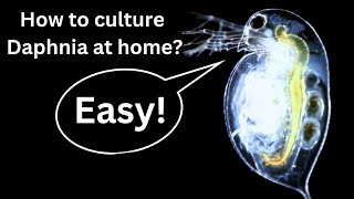 BEST Live Fish Food Beginner guide How to Culture Daphnia at home [upl. by Assehc]