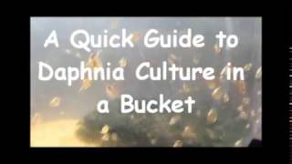 How to culture daphnia outside [upl. by Beane282]