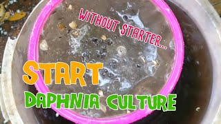 How to culture daphnia moina the easy way 1  Starting the Daphnia culture [upl. by Adnilrev]