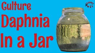 How to Culture Daphnia in a Jar [upl. by Eynaffit25]