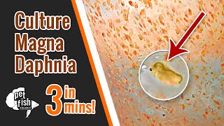 How to culture DAPHNIA MAGNA  The easy way [upl. by Fitton621]