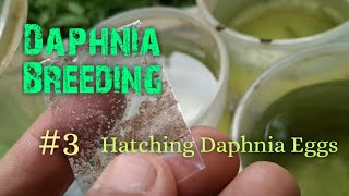 Daphnia Culture made simple and easy 3  Hatching Daphnia eggs [upl. by Alidis]