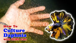 How to Culture Daphnia with ZERO Cost  Unlimited Live Food For Our Fish [upl. by Mamie]