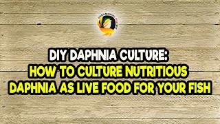 DIY Daphnia Culture How to Culture Nutritious Daphnia as Live Food for Your Fish [upl. by Lathe575]