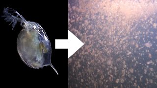 How I Culture Daphnia [upl. by Vasiliki]