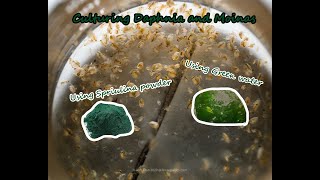 How To Culture Daphnia and Moinas using Green Water Spirulina powder [upl. by Mcadams]