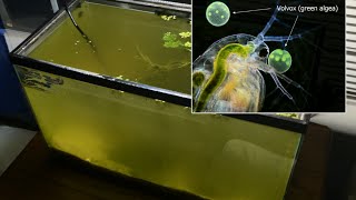 Raising Daphnia for the Freshwater Aquarium [upl. by Noivert845]