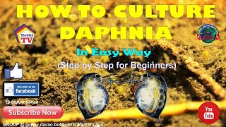 HOW TO CULTURE DAPHNIA In Easy Way [upl. by Yromem]